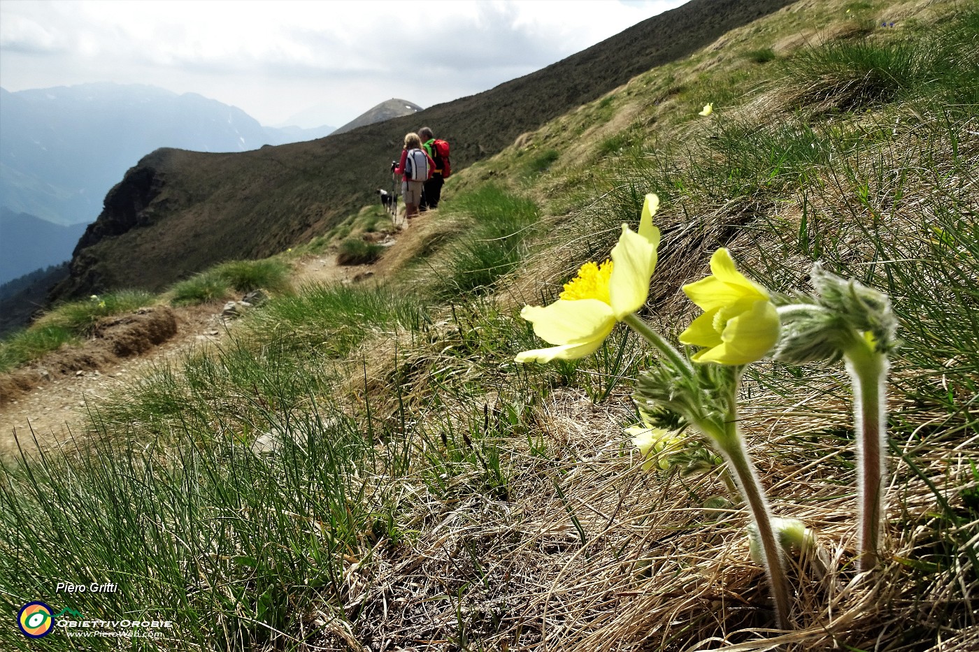 88 Sul sent. 101 fioriscono le pulsatllle alpine sulfuree.JPG